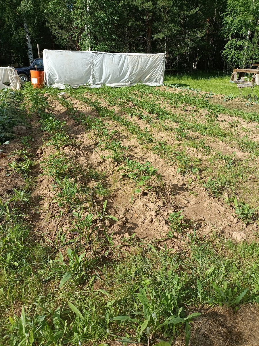 Еще неделя,  и картофель заколосится вовсю. Окучу еще раз и буду закладывать травой. Насколько хватит травы.