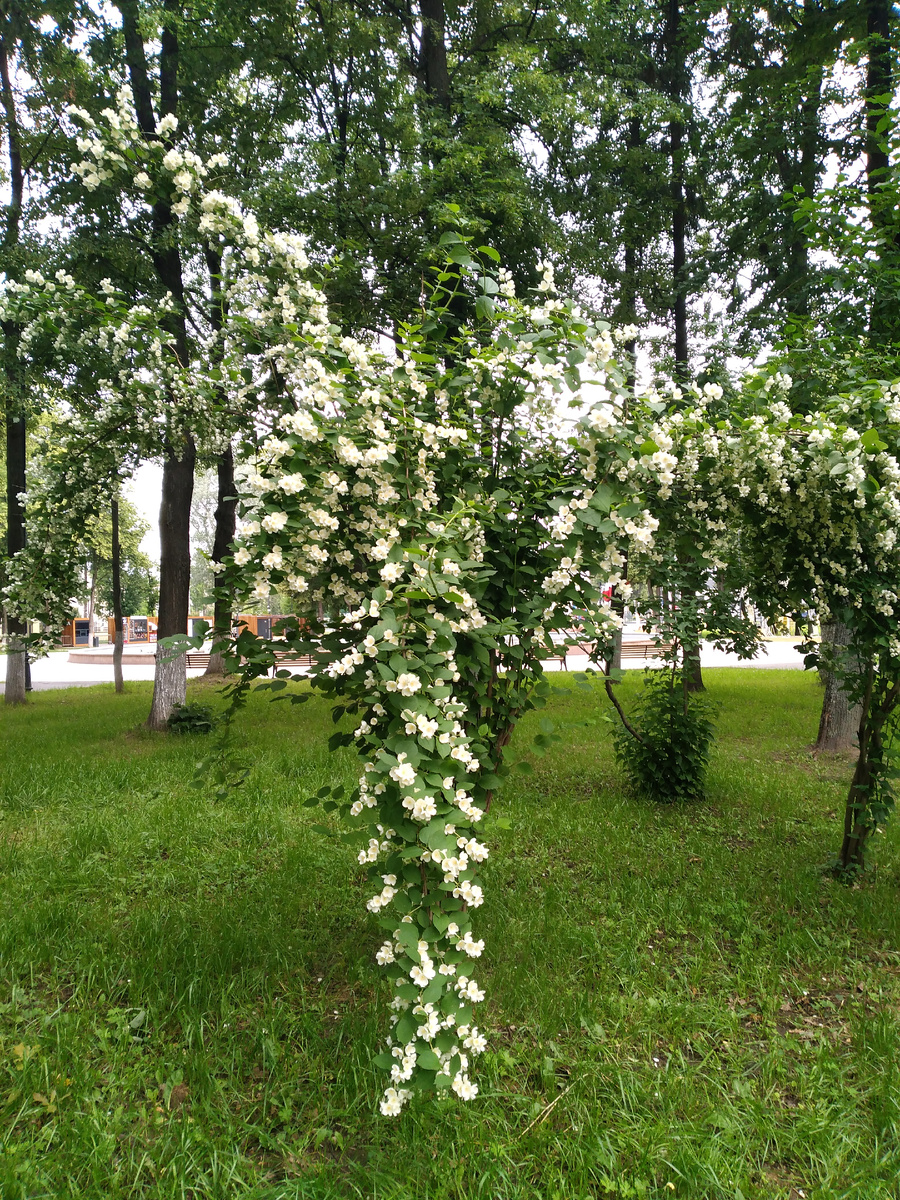 Благоухающий жасмин.