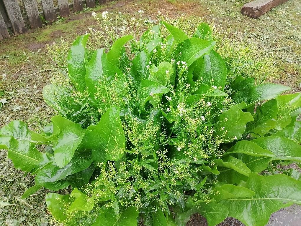 Вы видели когда-нибудь цветущий хрен? Смотрите, сам впервые вижу