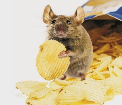 Яндекс Картинки