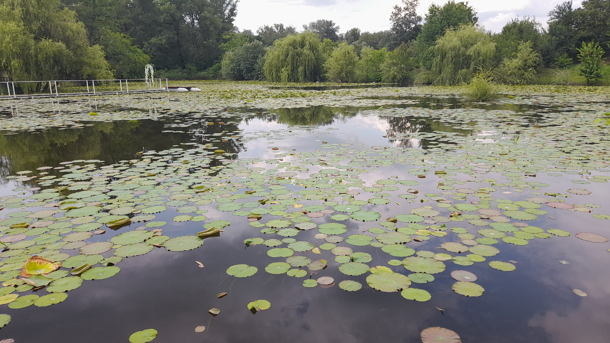 Озеро лотосов