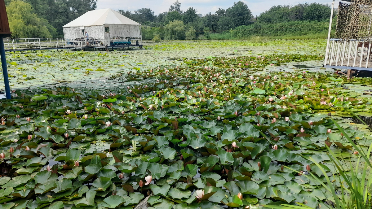 Озеро лотосов 01