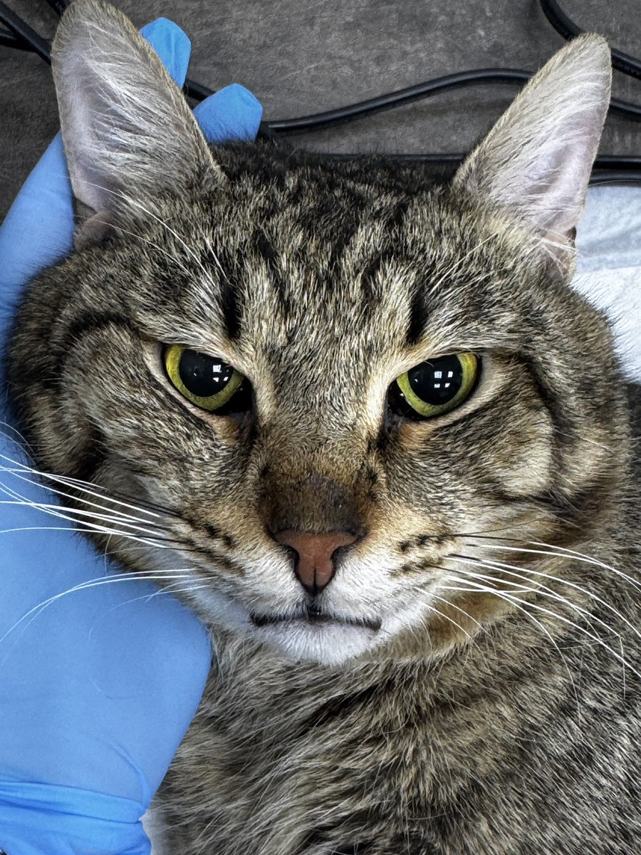 Да. Я крупный кот