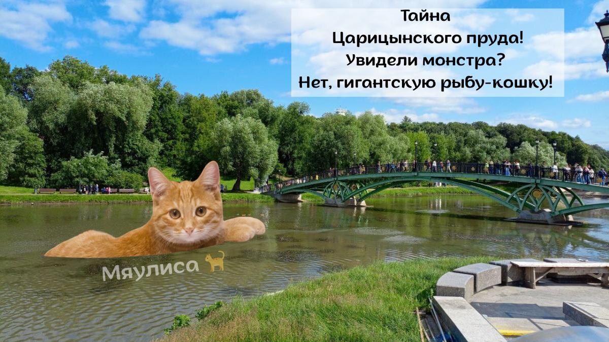 Фото:  Гигантская «рыба-кошка» на прогулке в Царицыно — автор: korolek, @Myaulisa