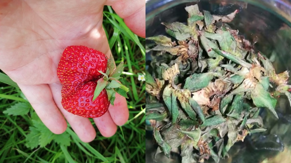 Соседи выбросили килограмм ценного сырья - а могли бы заготовить чай на зиму