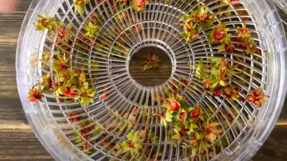 Сушка хвостиков клубники