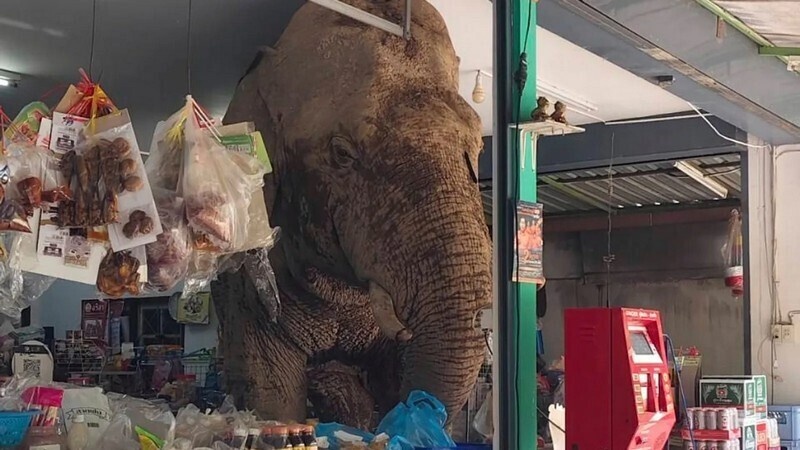    Слон в Таиланде совершил набег на магазин, съел закуски и сбежал, не заплатив