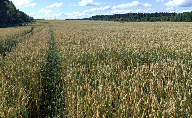    © Пресс-служба администрации Ленинградской области