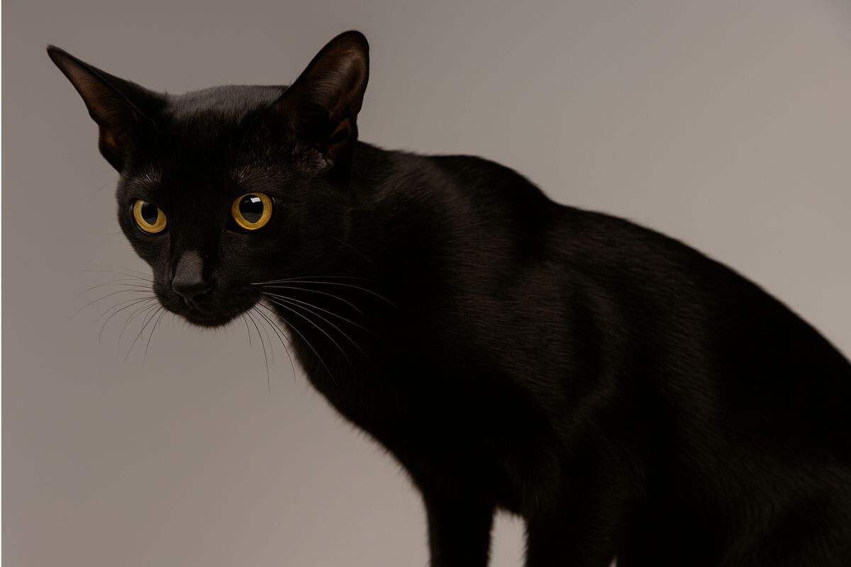 Абиссинская кошка чёрная: фото