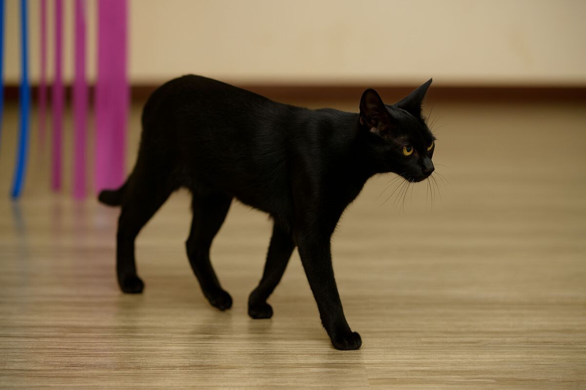 Абиссинская чёрная кошка 
