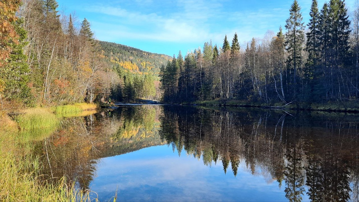 Речка в лесу.