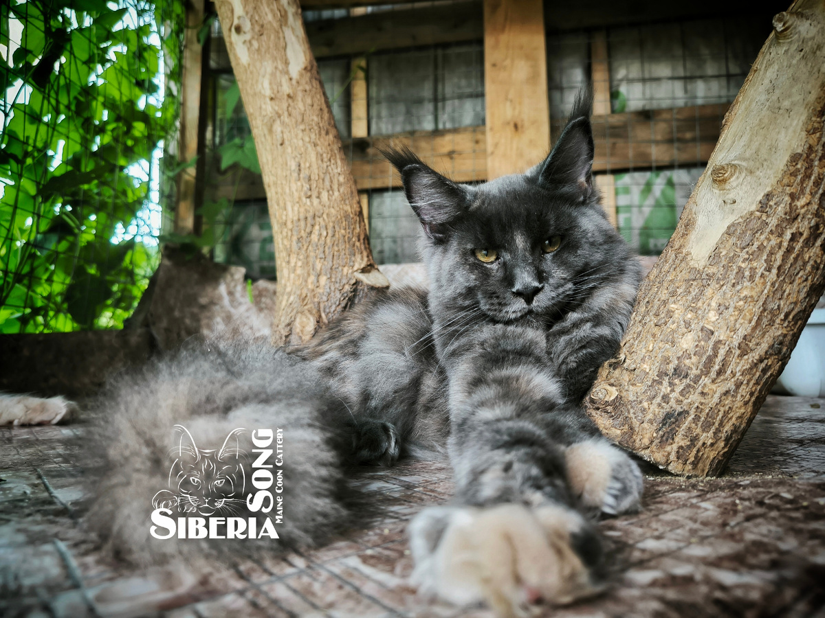 Siberia Song*RU Halva