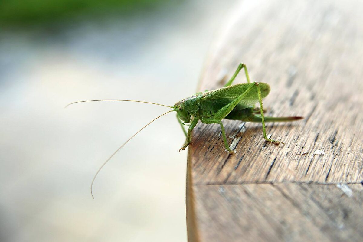 Зеленный кузнечик. Фотография jrm-photo с Pixabay