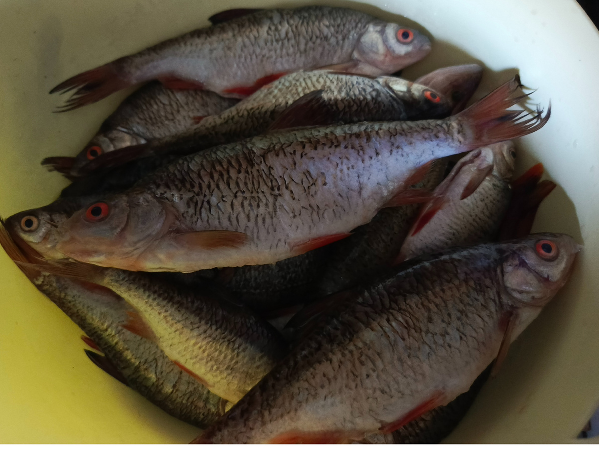 С красными глазками-плотвички, черный глазик у голавлика.