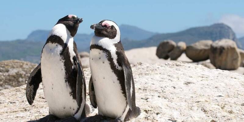    Фото: capetown.travel