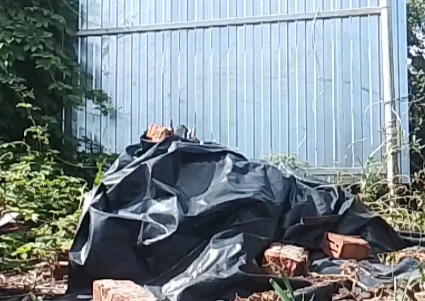 Борьба с диким американским клёном.