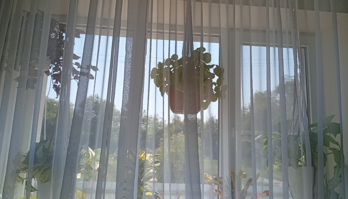 Традесканция, эпипремнум, плектрантус, сингониум