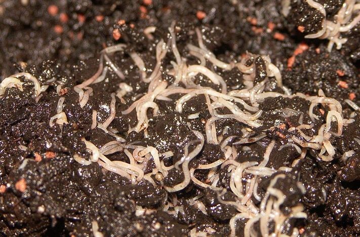 Почвенные нематоды