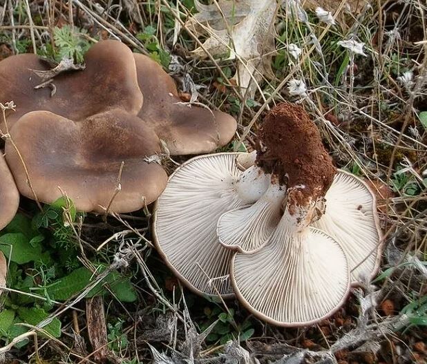 Вешенка степная