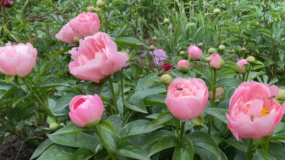 Обрезаю пионы мокрыми руками во время росы каждое утро. Правильная подготовка инструмента и рук
