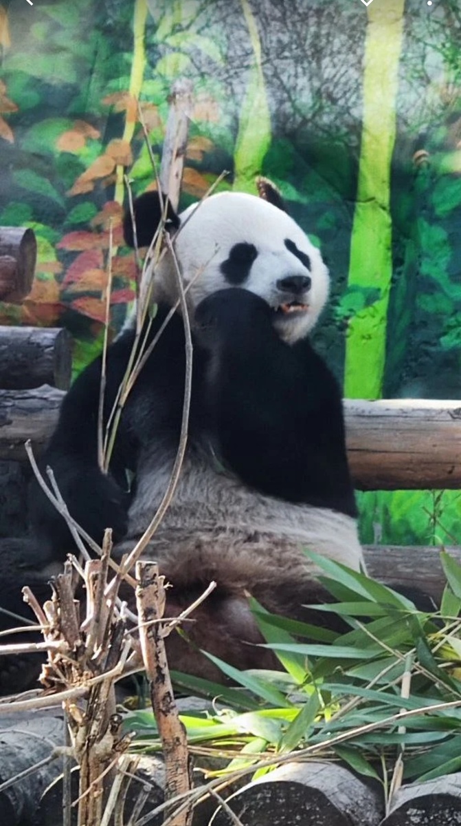 Милашка такой