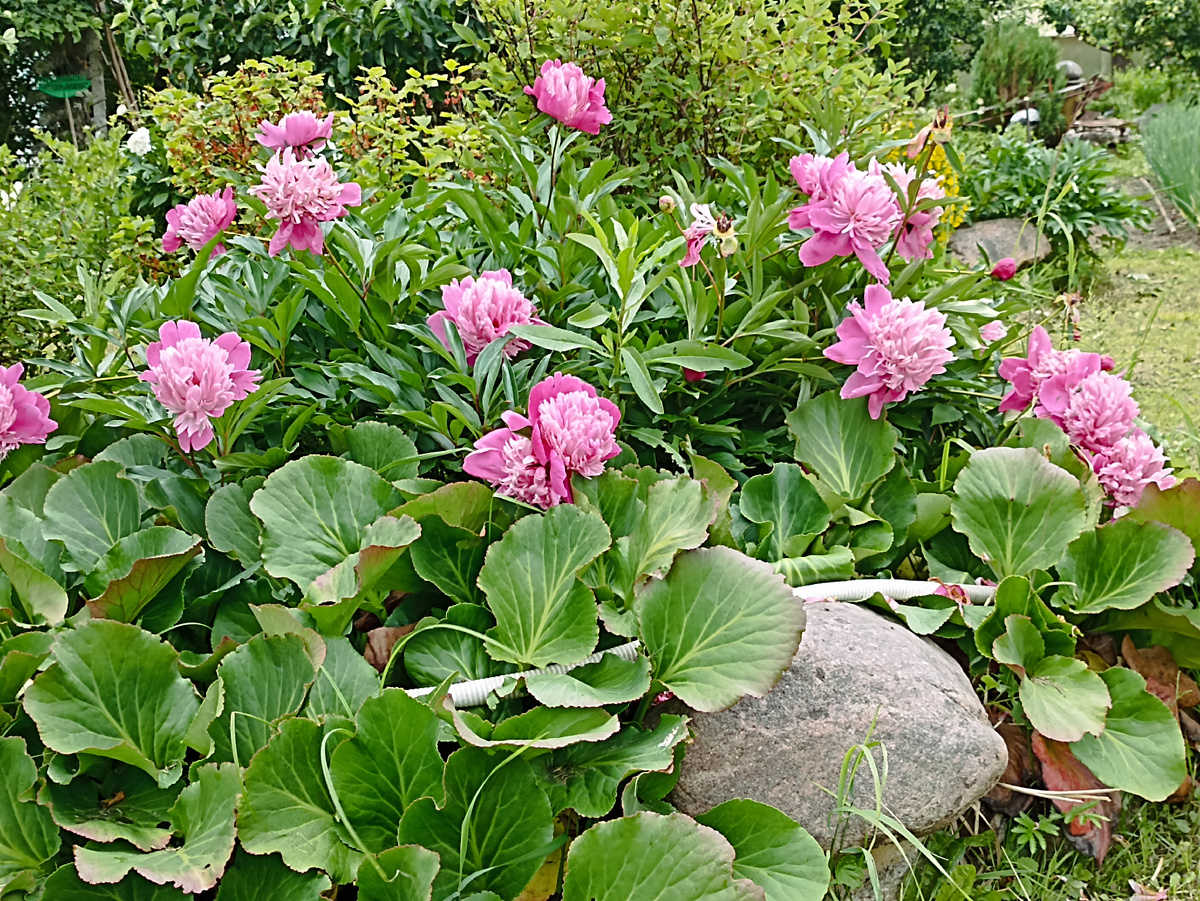 Пионы заканчивают парад цветения. Фото автора