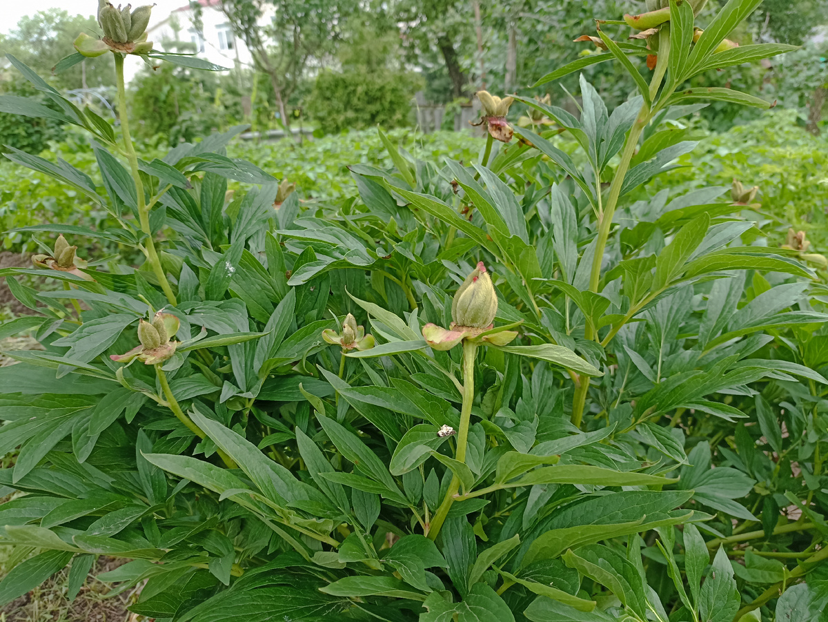 Отцветшие бутоны обрезаю чистым секатором. Фото автора