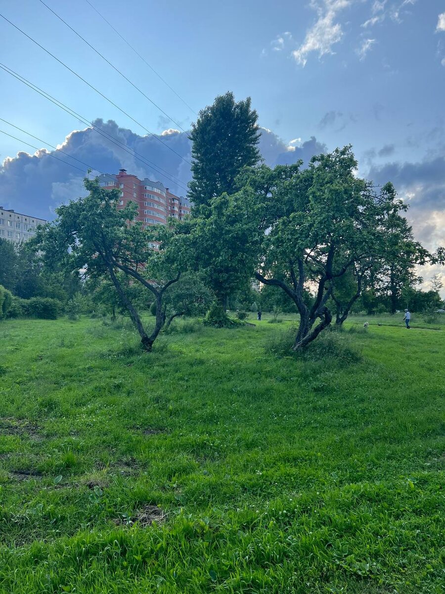 Сад около моего родного дома в Петербурге. Купчино, проспект Славы. 24.06.2025 Из личного архива автора.