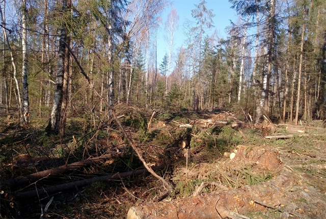 Нужно расчистить. В Тверской области обнаружена свалка на сельхозземлях