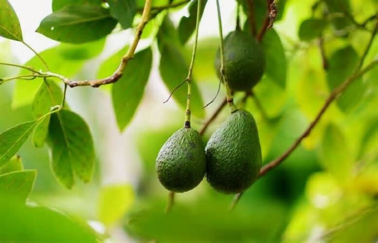 Яндекс Картинки