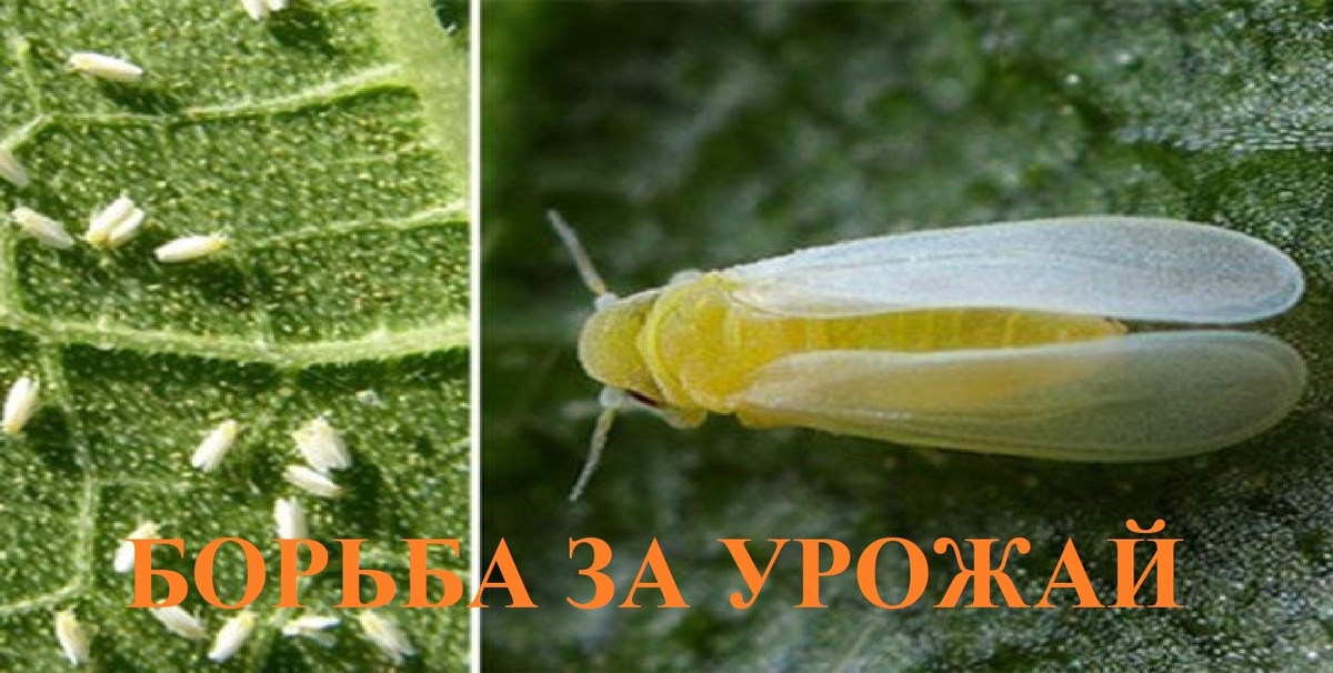 Белокрылка — это маленький, но коварный вредитель тепличных и огородных культур