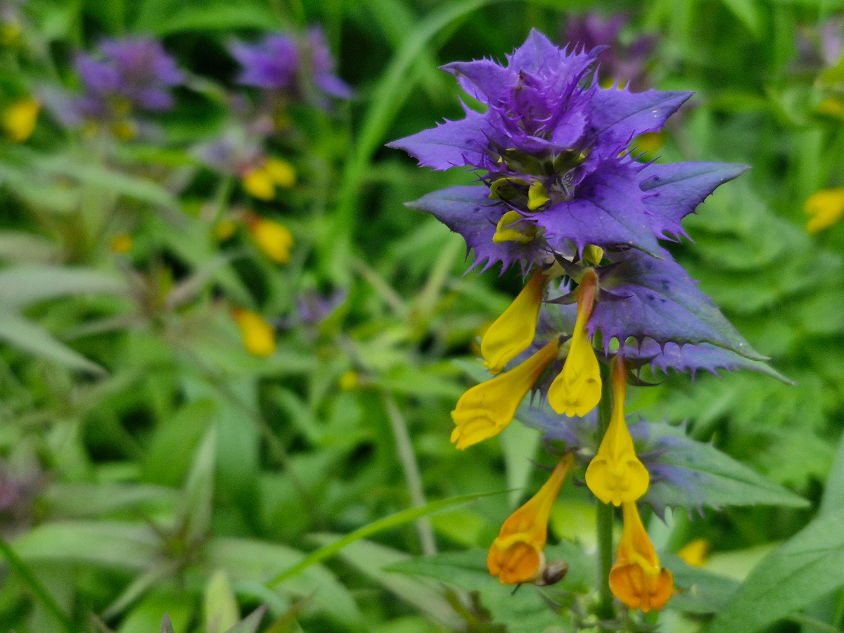 Иван-да-Марья, фото автора