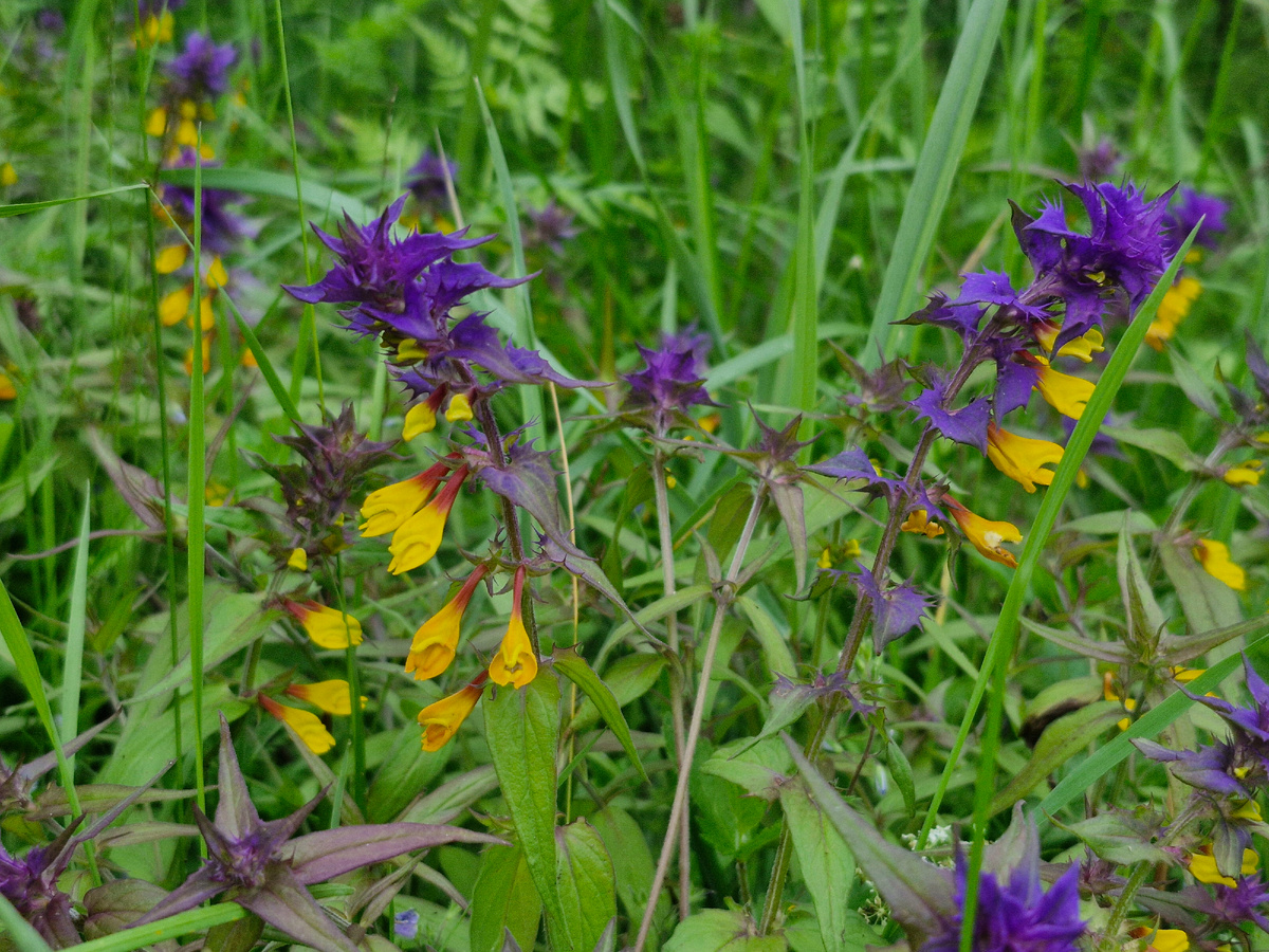 Иван-да-Марья, фото автора