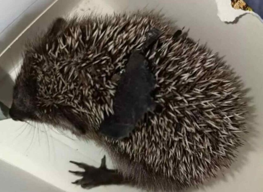    «Сердце леса».