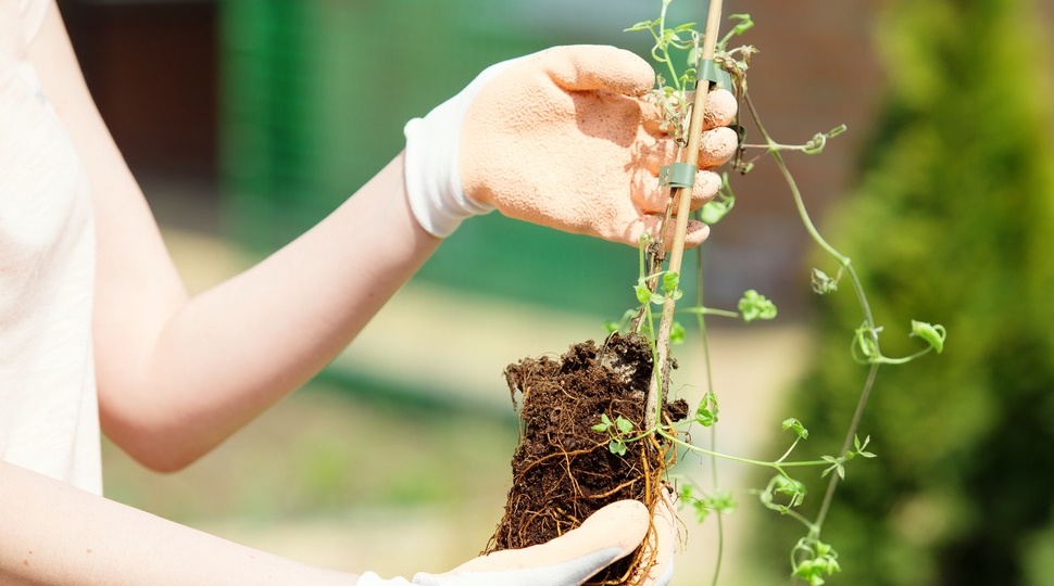 Слабый клематис годами сидел прутиком у тещи. Перенес к себе, и за июль он обвил беседку целиком