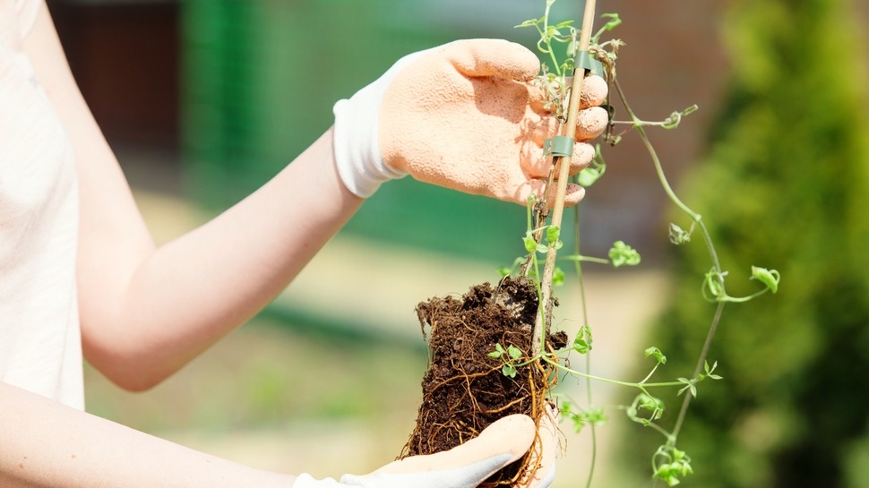 Вот так выглядел слабый клематис после четырех лет роста