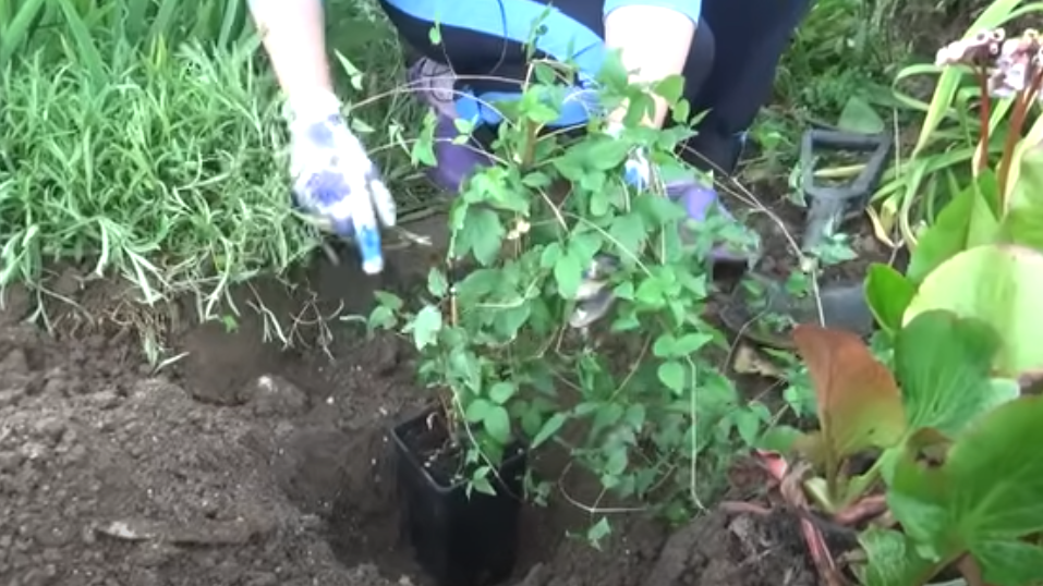 Посадка клематисов