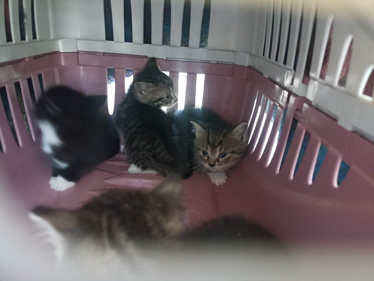 Котяточки были сюрпризом