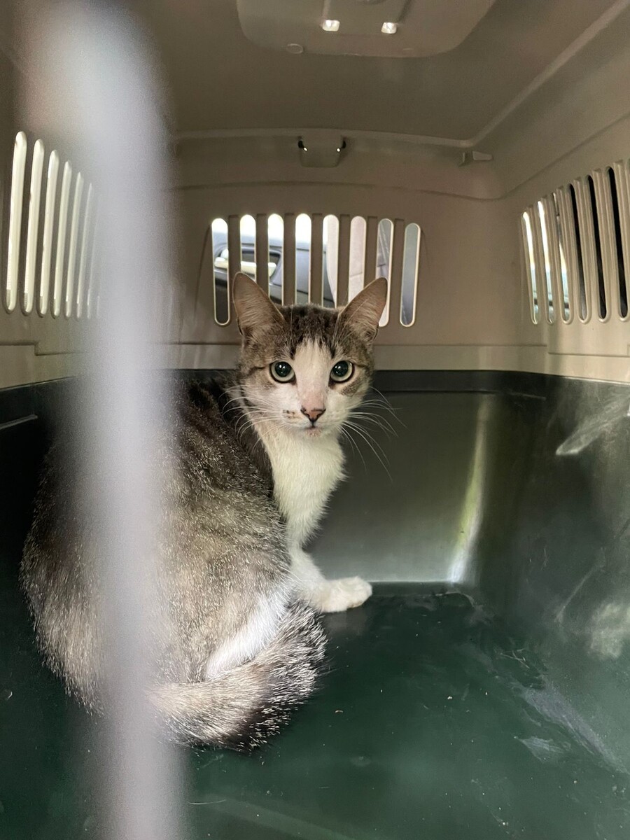 Не всех удалось сфотографировать, но вот эта котодевица определённо не против публичности