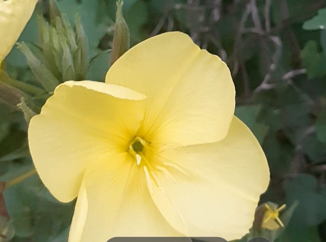 Энотера Ночная свеча. г. Нарткала, КБР, природа Северного Кавказа