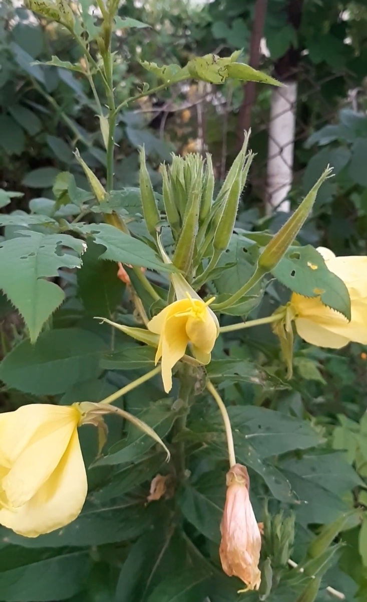 Энотера Ночная свеча, природа Северного Кавказа