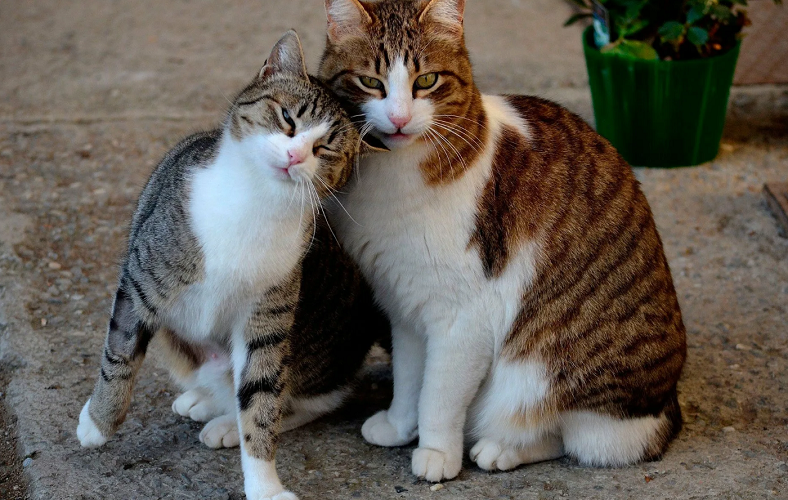 Муся и Дуся