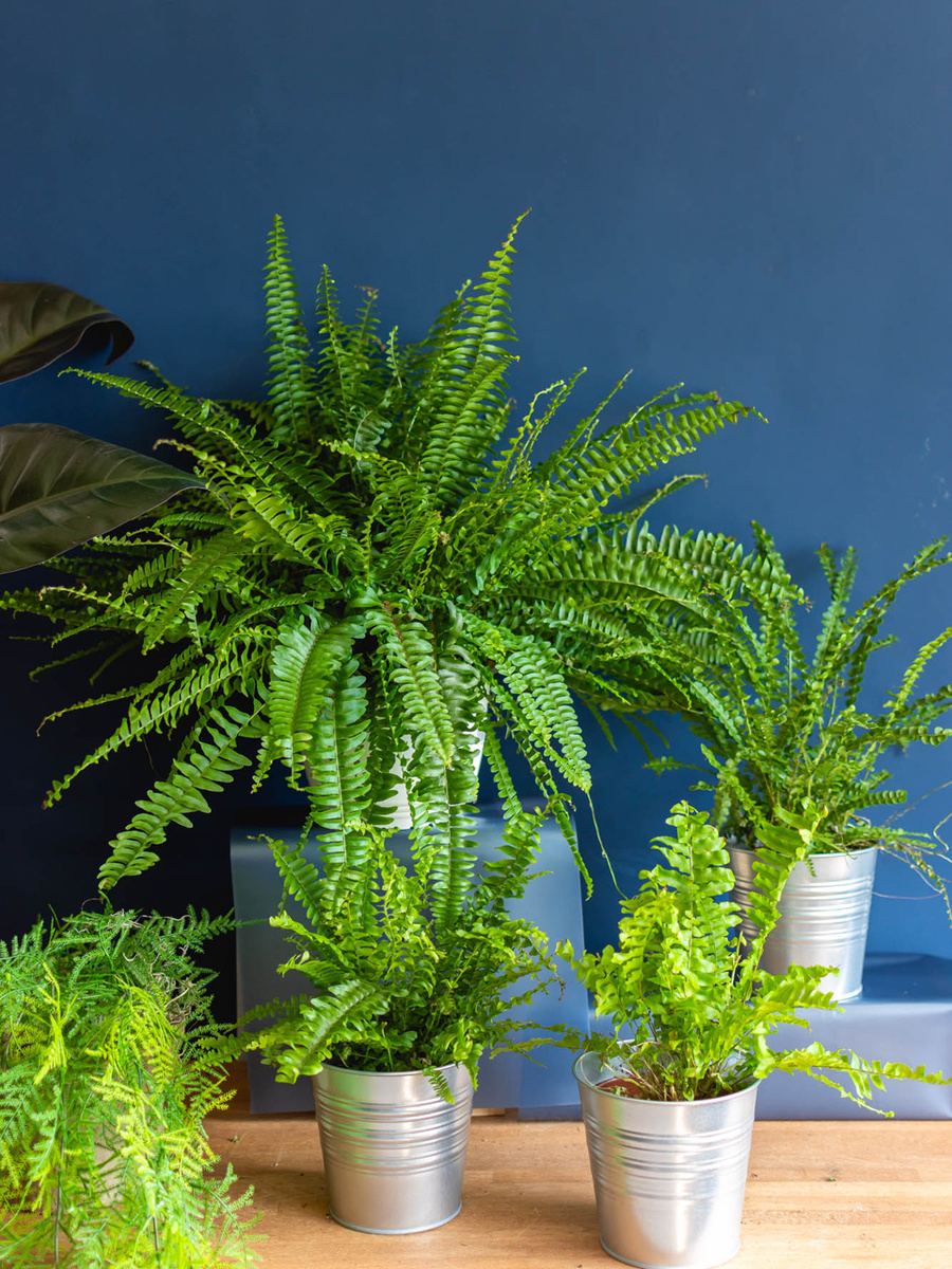 Нефролепис (фото из интернета)