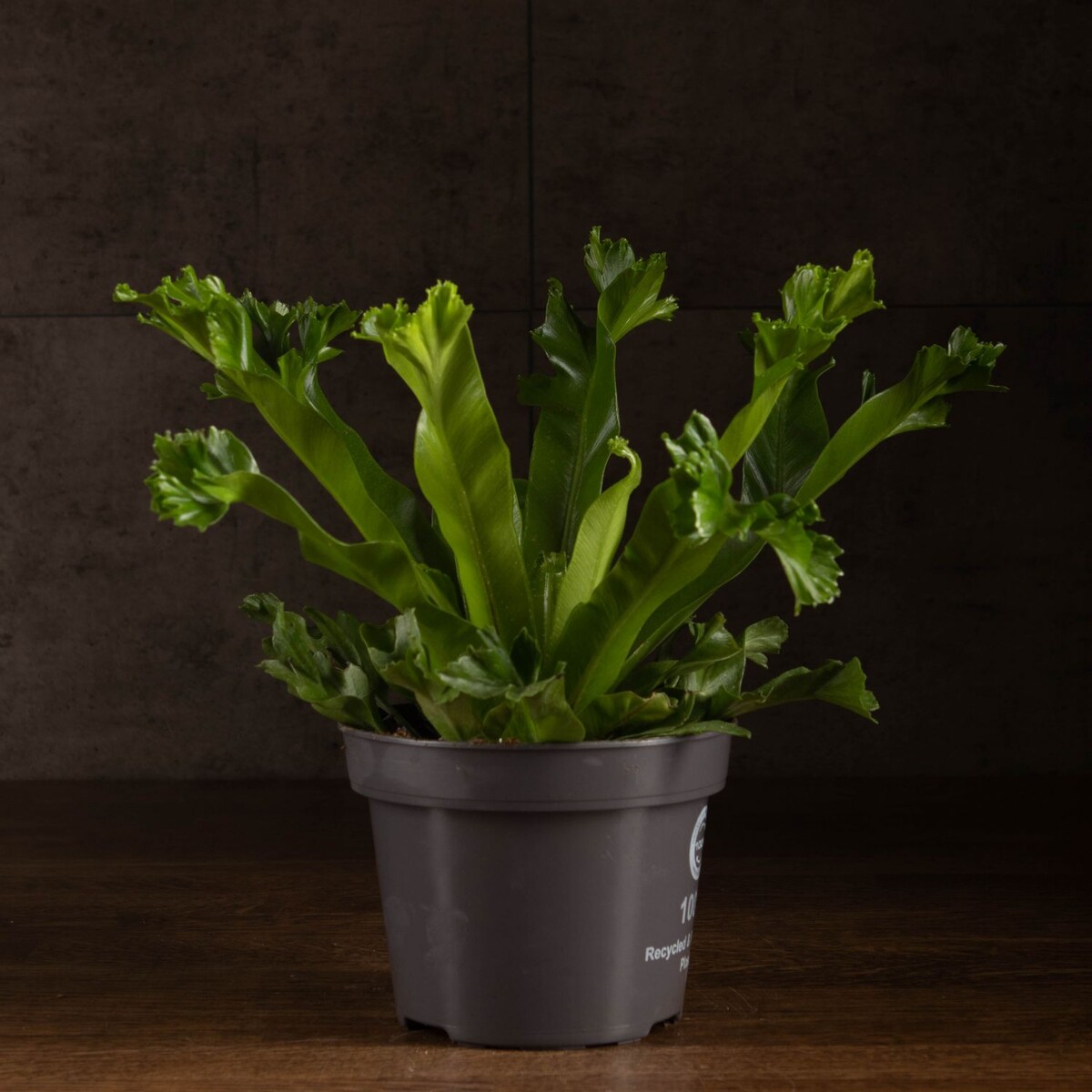 Асплениум Нидус Лэсли (фото из интернета)