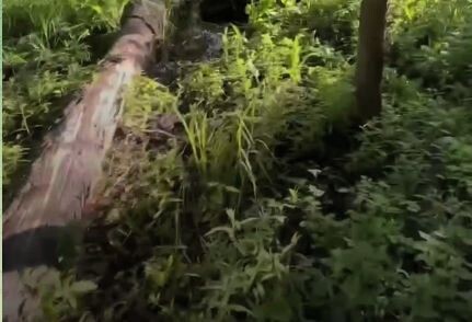 Выяснилось, что девушка ушла в лес