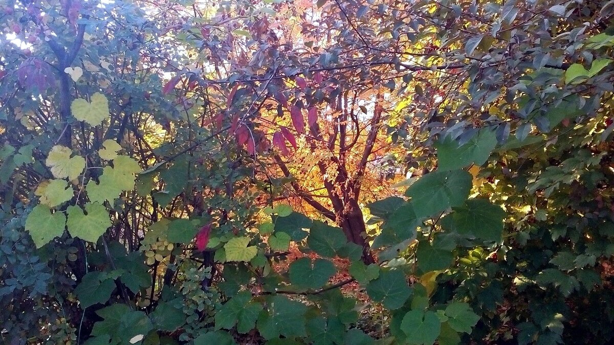 Вот он... виноград... начал свой путь наверх... За несколько лет здесь образовались непролазные джунгли.... А сначала все это так мило выглядело:)