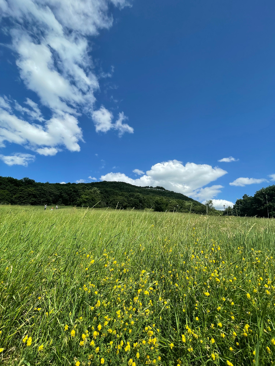 Поляна песен