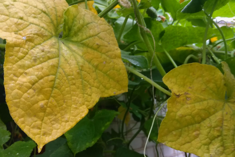 Борюсь с пожелтением листвы огурцов по-деревенски – растения здоровы, а урожай большой