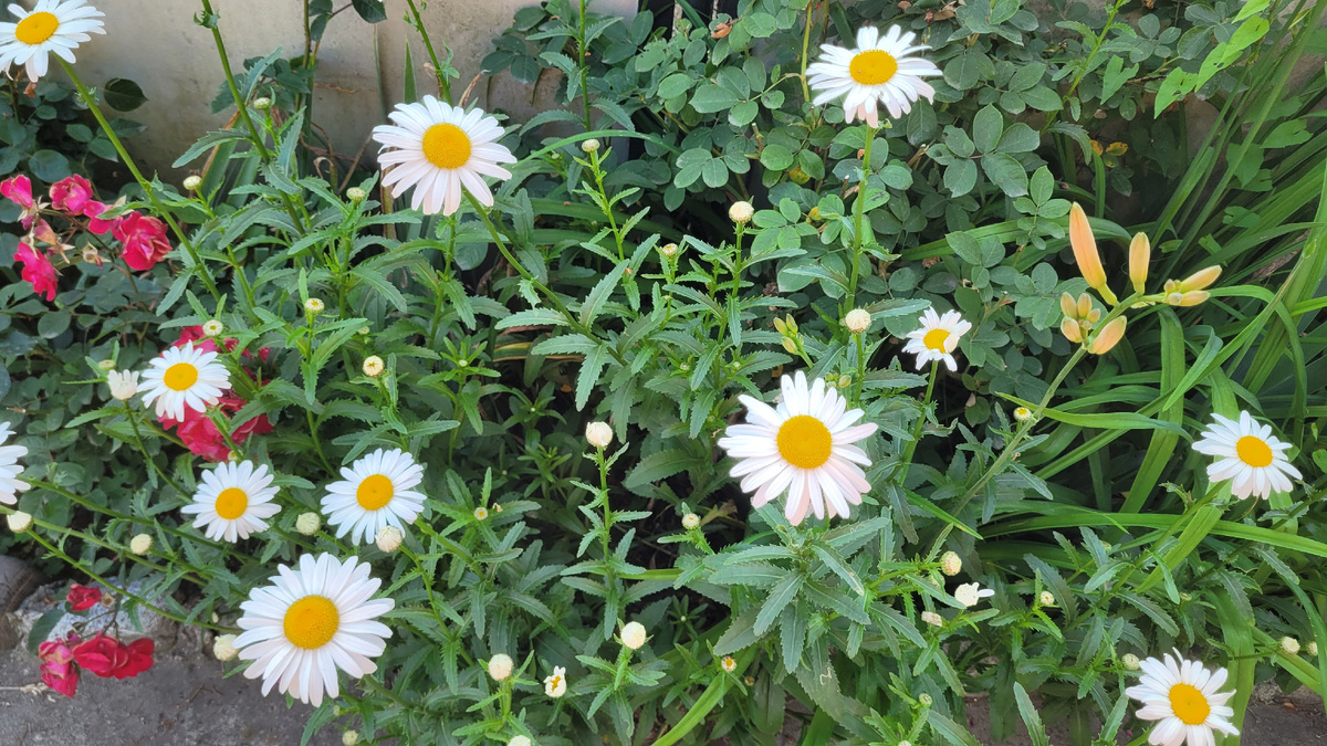 Цветы в Сочи