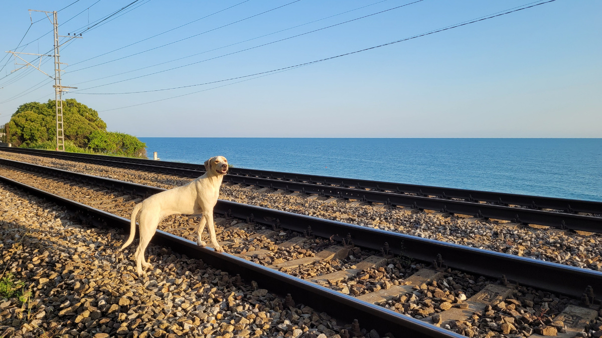 Пес, который живет во дворе рядом с железнодорожными путями, проверяет нет ли поезда, чтобы ему перейти дорогу и побежать на пляж